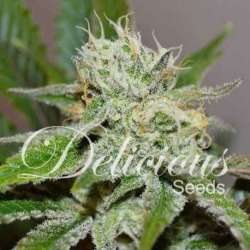 1 UND FEM - ORIGINAL JUAN HERER (SATIVA LINE) * DELICIOUS 1 UND FEMINIZADA