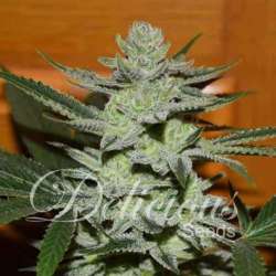 1 UND FEM - DESCONOCIDA KUSH (INDICA LINE) * DELICIOUS 1 UND FEMINIZADA