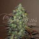 1 UND FEM - ELEVEN ROSES (INDICA LINE) * DELICIOUS 1 UND FEMINIZADA