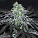 1 UND FEM - GOLOSA (INDICA LINE) * DELICIOUS 1 UND FEMINIZADA