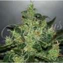 3 UND FEM - CRITICAL JACK HERER (AUTOMATIC LINE LINE) * DELICIOUS 3 UND FEMINIZADAS