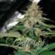 3 UND FEM - DELICIOUS CANDY (INDICA LINE) * DELICIOUS 3 UND FEMINIZADAS