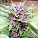 3 UND FEM - DARK PURPLE AUTO (AUTOMATIC LINE) * DELICIOUS 3 UND FEMINIZADA