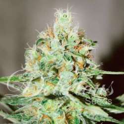 3 UND FEM - JÄGG KUSH (SATIVA LINE) * DELICIOUS 3 UND FEMINIZADA