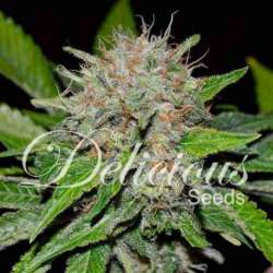 3 UND FEM - DEEP MANDARINE (CBD FAMILY) * DELICIOUS 3 UND FEMINIZADA