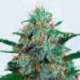 3 UND FEM - CRITICAL NEVILLE HAZE AUTO (AUTOMATIC LINE) * DELICIOUS 3 UND FEMINIZADAS