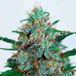 3 UND FEM - CRITICAL NEVILLE HAZE AUTO (AUTOMATIC LINE) * DELICIOUS 3 UND FEMINIZADAS