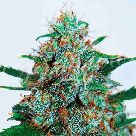 3 UND FEM - CRITICAL NEVILLE HAZE AUTO (AUTOMATIC LINE) * DELICIOUS 3 UND FEMINIZADAS
