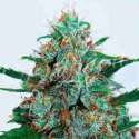 3 UND FEM - CRITICAL NEVILLE HAZE AUTO (AUTOMATIC LINE) * DELICIOUS 3 UND FEMINIZADAS