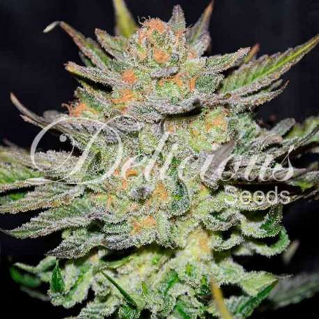 3 UND FEM - AUTO BLUE ACE CBD (CBD FAMILY) * DELICIOUS 3 UND FEMINIZADA