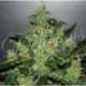 5 UND FEM - CRITICAL JACK HERER (AUTOMATIC LINE) * DELICIOUS 5 UND FEMINIZADAS