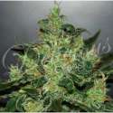 5 UND FEM - CRITICAL JACK HERER (AUTOMATIC LINE) * DELICIOUS 5 UND FEMINIZADAS