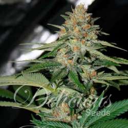 5 UND FEM - DELICIOUS CANDY (INDICA LINE) * DELICIOUS 5 UND FEMINIZADAS