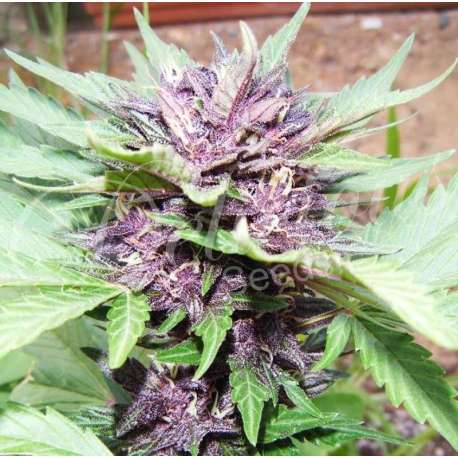 5 UND FEM - DARK PURPLE AUTO (AUTOMATIC LINE) * DELICIOUS 5 UND FEMINIZADA