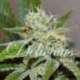 5 UND FEM - ORIGINAL JUAN HERER (SATIVA LINE) * DELICIOUS 5 UND FEMINIZADA