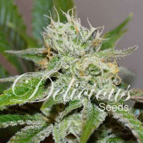 5 UND FEM - ORIGINAL JUAN HERER (SATIVA LINE) * DELICIOUS 5 UND FEMINIZADA