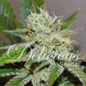 5 UND FEM - ORIGINAL JUAN HERER (SATIVA LINE) * DELICIOUS 5 UND FEMINIZADA