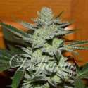 5 UND FEM - DESCONOCIDA KUSH (INDICA LINE) * DELICIOUS 5 UND FEMINIZADA