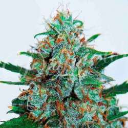 5 UND FEM - CRITICAL NEVILLE HAZE AUTO (AUTOMATIC LINE) * DELICIOUS 5 UND FEMINIZADAS