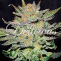 5 UND FEM - AUTO BLUE ACE CBD (CBD FAMILY) * DELICIOUS 5 UND FEMINIZADA