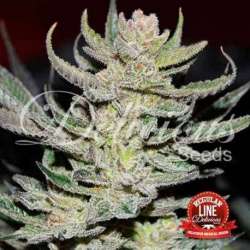 7 UND REG - DESCONOCIDA KUSH (REGULARES) * DELICIOUS 7 UND REGULARES