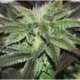 10 UND FEM - SUGAR CANDY (INDICA LINE) * DELICIOUS 10 UND FEMINIZADAS