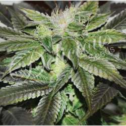 10 UND FEM - SUGAR CANDY (INDICA LINE) * DELICIOUS 10 UND FEMINIZADAS