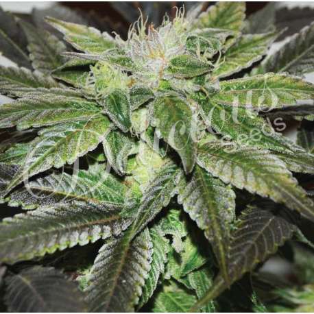 10 UND FEM - SUGAR CANDY (INDICA LINE) * DELICIOUS 10 UND FEMINIZADAS
