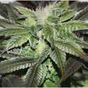 10 UND FEM - SUGAR CANDY (INDICA LINE) * DELICIOUS 10 UND FEMINIZADAS