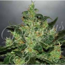 10 UND FEM - CRITICAL JACK HERER (AUTOMATIC LINE) * DELICIOUS 10 UND FEMINIZADAS