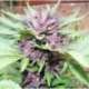 10 UND FEM - DARK PURPLE AUTO (AUTOMATIC LINE) * DELICIOUS 10 UND FEMINIZADA