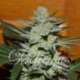 10 UND FEM - DESCONOCIDA KUSH (INDICA LINE) * DELICIOUS 10 UND FEMINIZADA