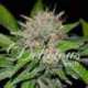10 UND FEM - DEEP MANDARINE (CBD FAMILY) * DELICIOUS 10 UND FEMINIZADA