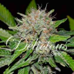 10 UND FEM - DEEP MANDARINE (CBD FAMILY) * DELICIOUS 10 UND FEMINIZADA