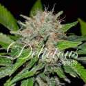 10 UND FEM - DEEP MANDARINE (CBD FAMILY) * DELICIOUS 10 UND FEMINIZADA