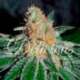 10 UND FEM - CBD JAM (CBD FAMILY) * DELICIOUS 10 UND FEMINIZADA