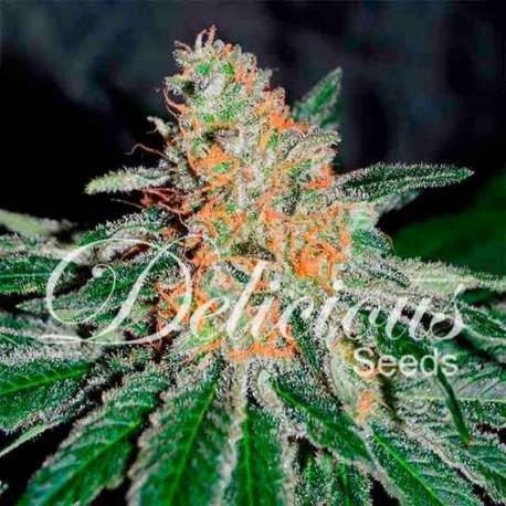 10 UND FEM - CBD JAM (CBD FAMILY) * DELICIOUS 10 UND FEMINIZADA
