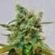10 UND FEM - HONEY BELLS (CBD FAMILY) * DELICIOUS 10 UND FEMINIZADA