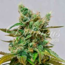 10 UND FEM - HONEY BELLS (CBD FAMILY) * DELICIOUS 10 UND FEMINIZADA