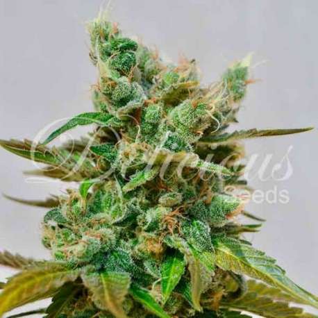 10 UND FEM - HONEY BELLS (CBD FAMILY) * DELICIOUS 10 UND FEMINIZADA