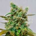 10 UND FEM - HONEY BELLS (CBD FAMILY) * DELICIOUS 10 UND FEMINIZADA