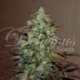 10 UND FEM - ELEVEN ROSES (INDICA LINE) * DELICIOUS 10 UND FEMINIZADA