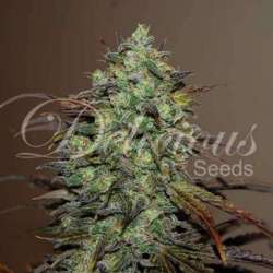 10 UND FEM - ELEVEN ROSES (INDICA LINE) * DELICIOUS 10 UND FEMINIZADA