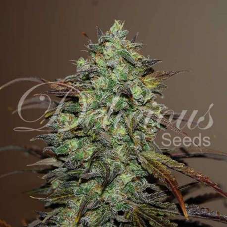10 UND FEM - ELEVEN ROSES (INDICA LINE) * DELICIOUS 10 UND FEMINIZADA