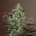 10 UND FEM - ELEVEN ROSES (INDICA LINE) * DELICIOUS 10 UND FEMINIZADA