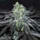 10 UND FEM - GOLOSA (INDICA LINE) * DELICIOUS 10 UND FEMINIZADAS