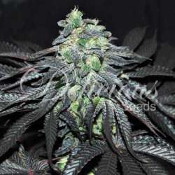 10 UND FEM - GOLOSA (INDICA LINE) * DELICIOUS 10 UND FEMINIZADAS