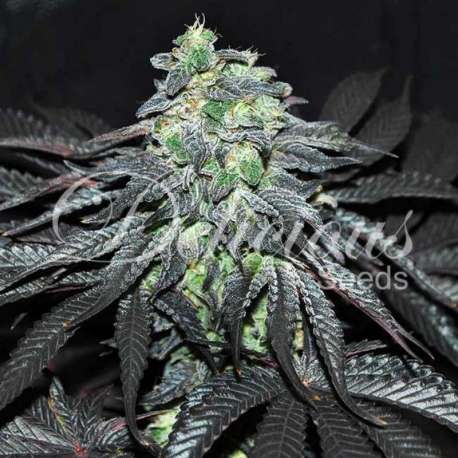 10 UND FEM - GOLOSA (INDICA LINE) * DELICIOUS 10 UND FEMINIZADAS