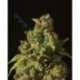 10 UND FEM - ROLLEX OG KUSH * DEVILS HARVEST SEEDS 10 UND FEM