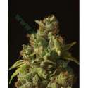 10 UND FEM - ROLLEX OG KUSH * DEVILS HARVEST SEEDS 10 UND FEM